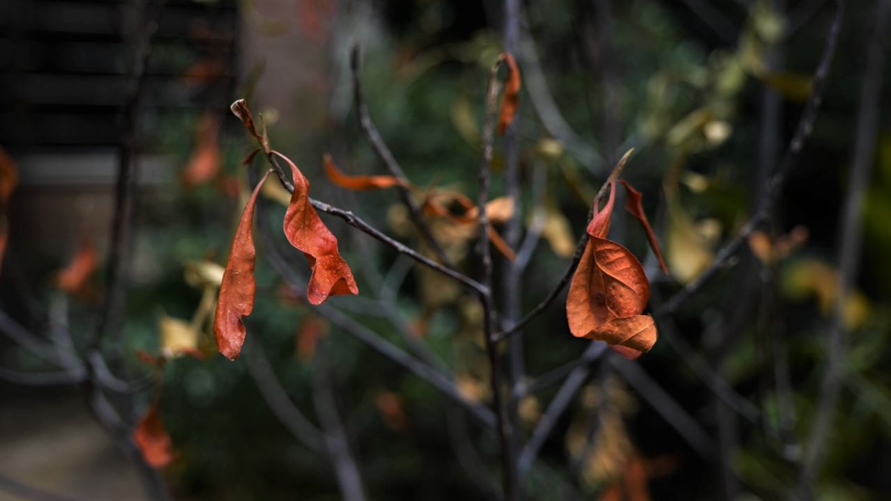 Get It Growing: How to help trees as they struggle against heat